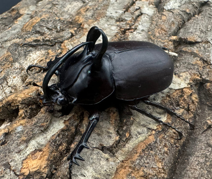 【WD】《ビルマニクス ゴホンツノ 55mm ペア》