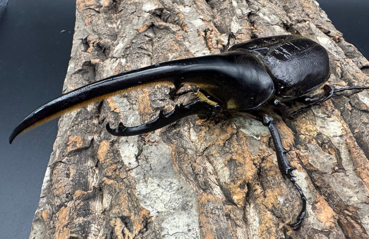 《ヘラクレス・ヘラクレス 144mm ペア》