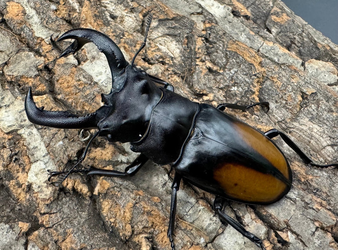 【WD】《セアカフタマタ（パリーフタマタ） 81mm A'品ペア》