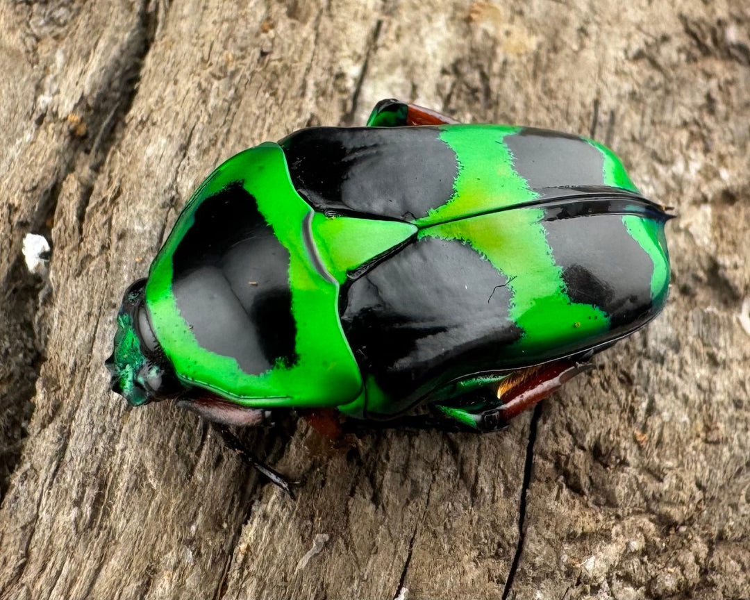 【WD】《マックレーツヤカナブン ペア》②