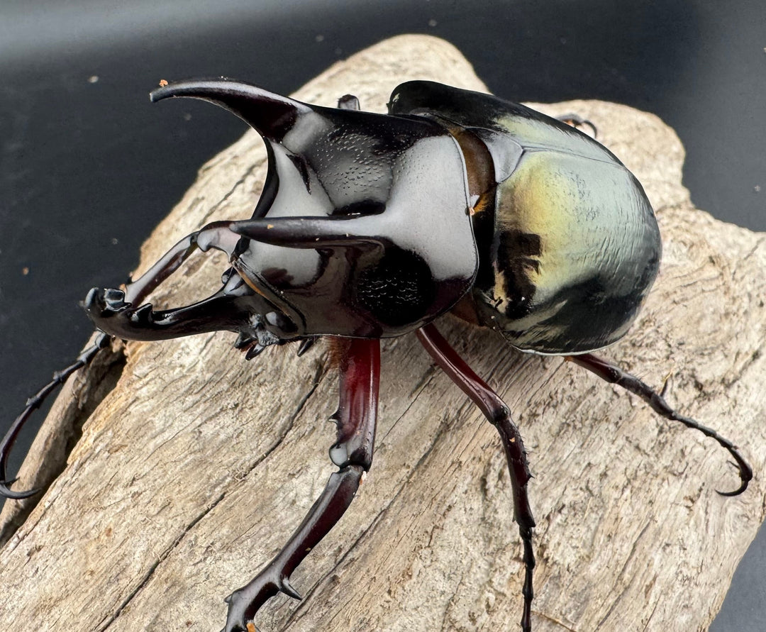 【WD】《ジャワコーカサスオオカブト 68mm B品ペア》