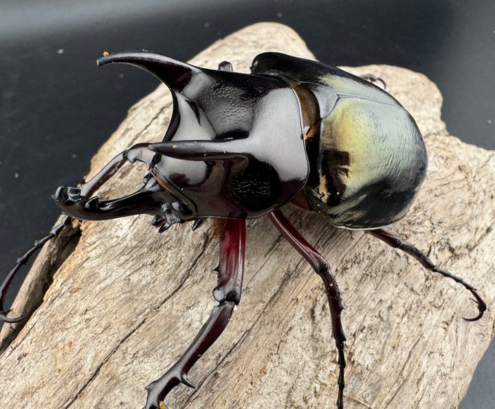 【WD】《ジャワコーカサスオオカブト 68mm B品ペア》