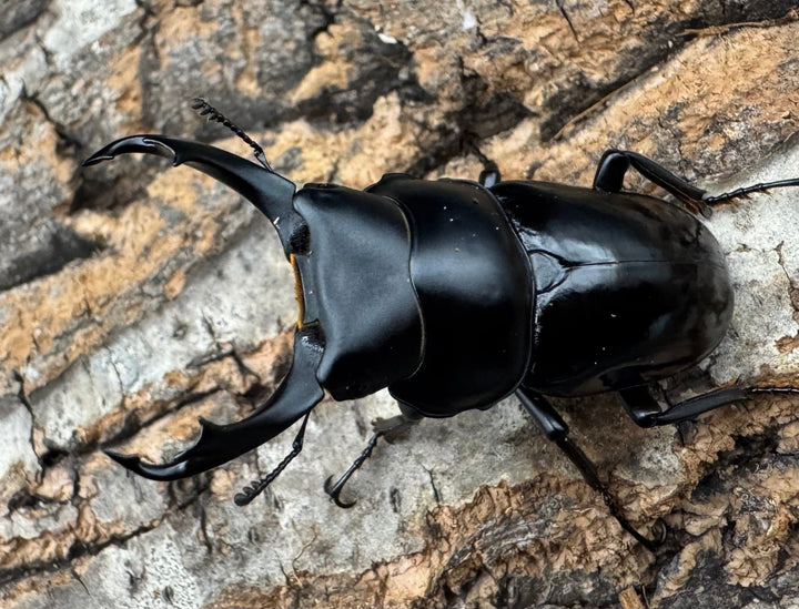 【WD】《セメノウコクワ 会東産 47.5mm ペア》