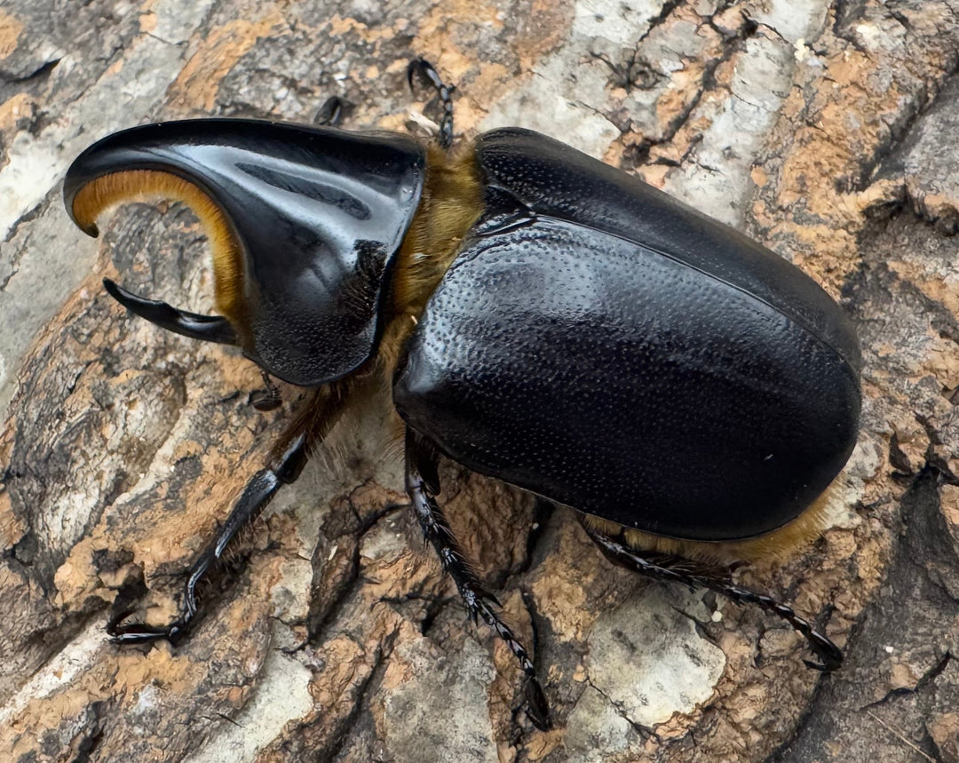 《サタンオオカブト 75mm ペア》