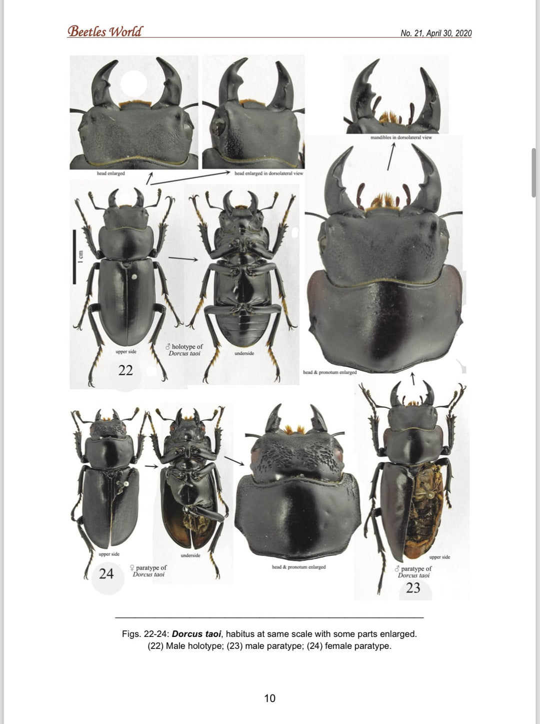 【WD】《ドルクス タオ 27mm B品ペア》