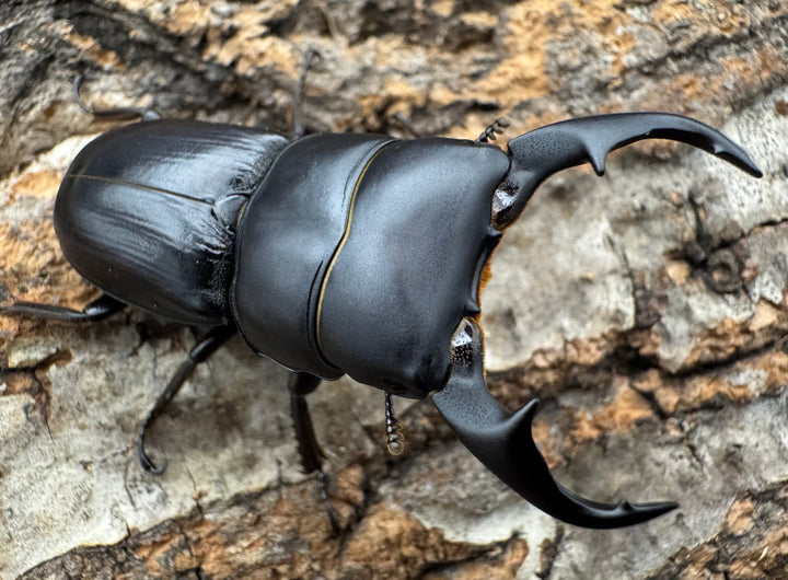 【WD】《ヒルティコルニス ssp. 44mm ペア》