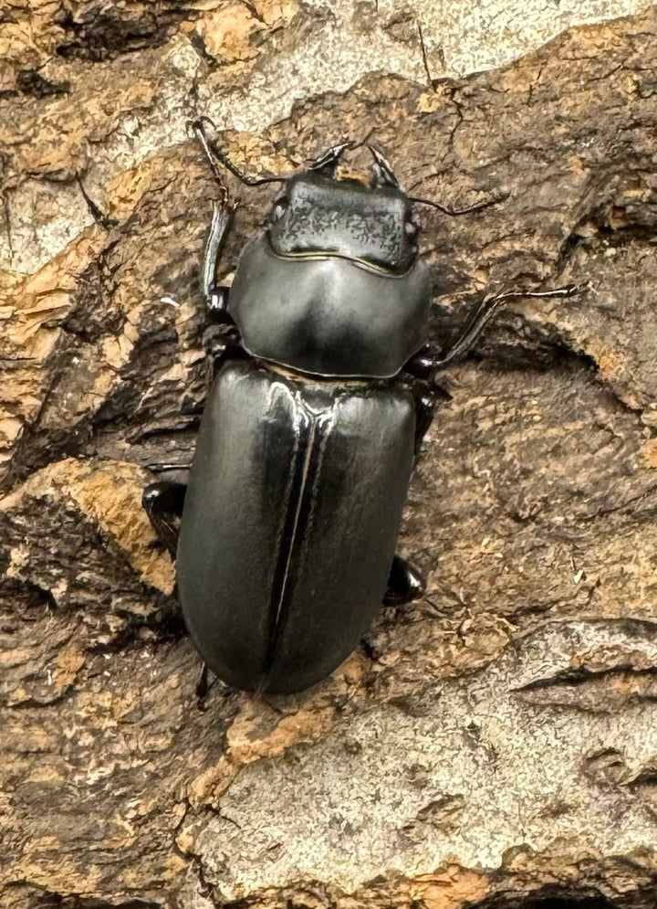 【WD】《ドルクス タオ 27mm B品ペア》