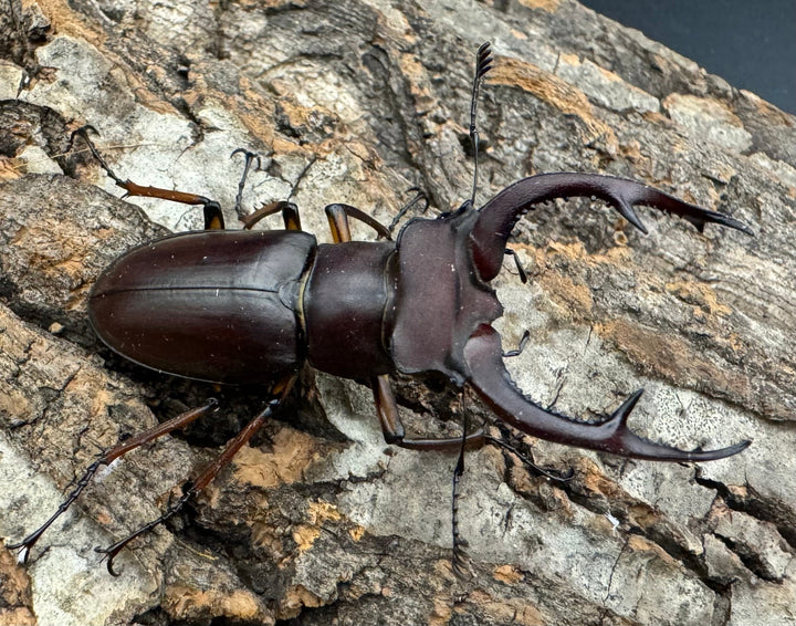 【WD】《デューベイアヌスミヤマ 56mm ペア》