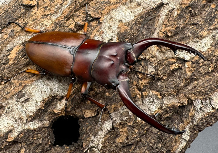 【WD】《アスタコイデスノコギリ65mm ペア》