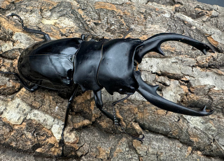 【WD】《インターメディアツヤクワガタ 92.5mm ペア》