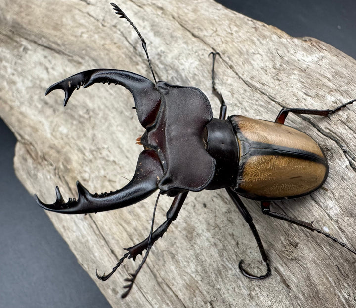 【WF2】《ラエトゥスミヤマクワガタ 53.5mm ペア》