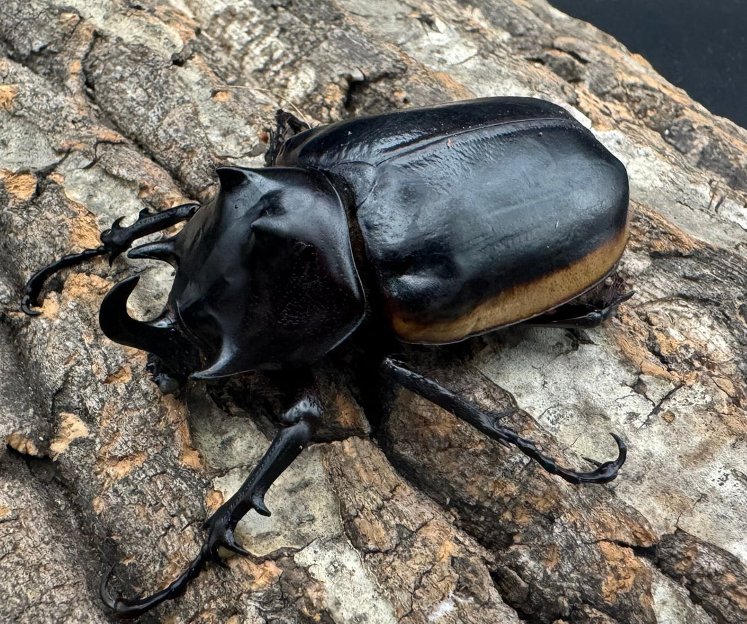 《ハードウィッケイゴホンツノカブト 62mm ペア》