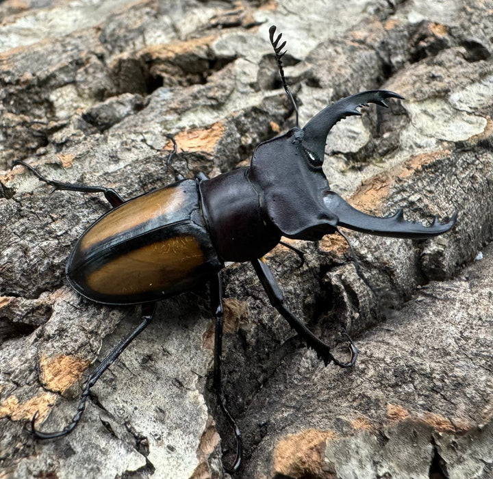 【WD】《パリーミヤマクワガタ 42.5mm ペア》