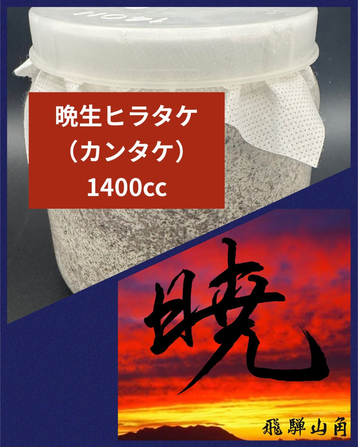 【暁】カンタケ（晩生ヒラタケ）1400cc