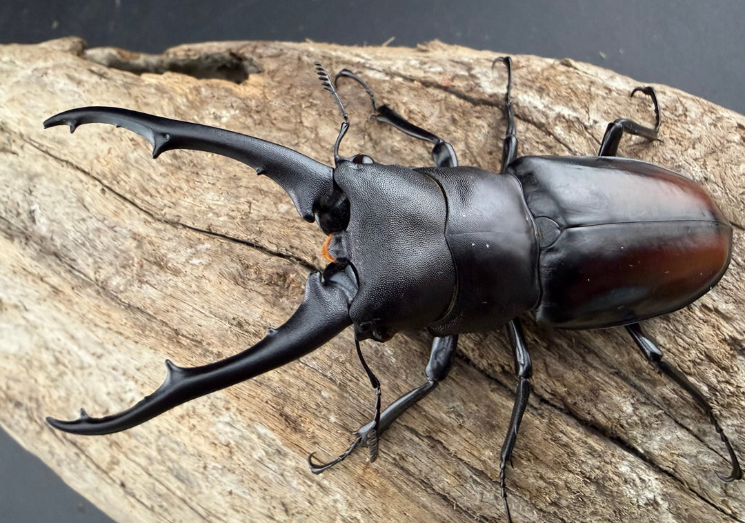 【WD】《ツカモトフタマタ 79mm ♂単》