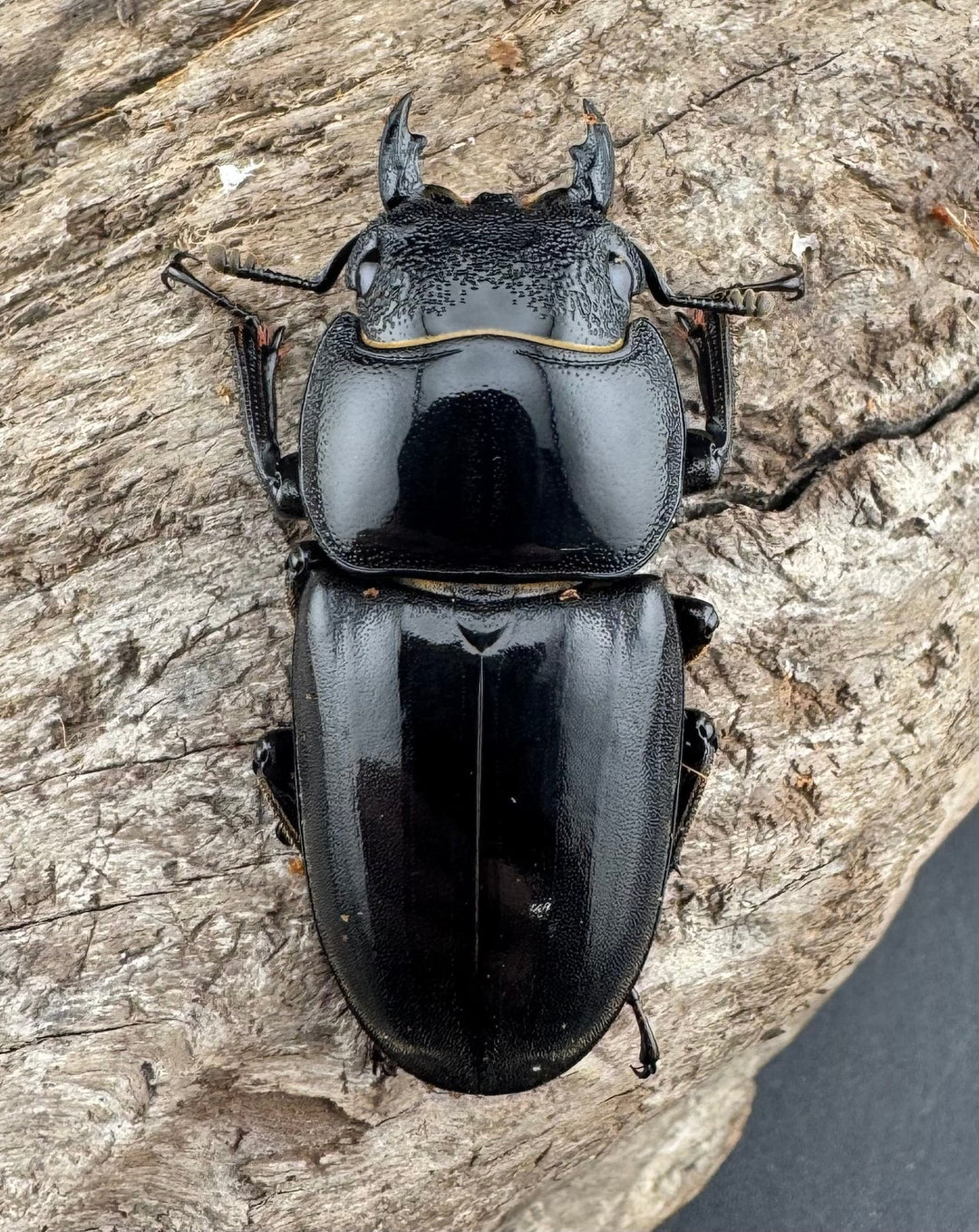 【WD】《パラワンオオヒラタ 98mm ペア》