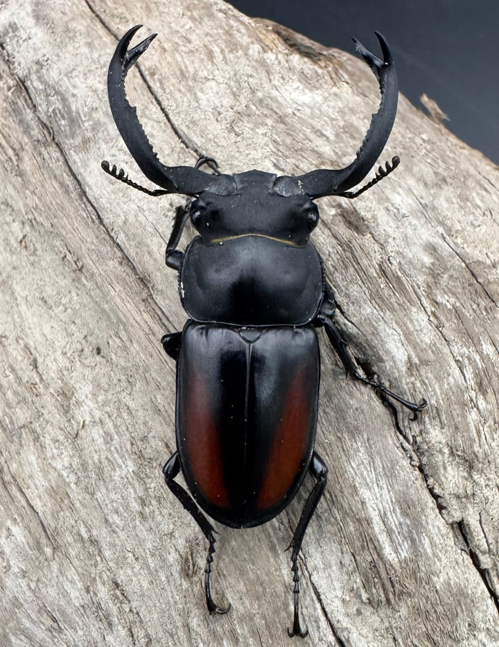 【WF4】《海南シカクワガタ 50mm ペア》