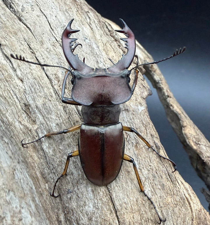 【WD】《ウーイーミヤマクワガタ 40mm ♂♀♀トリオ》