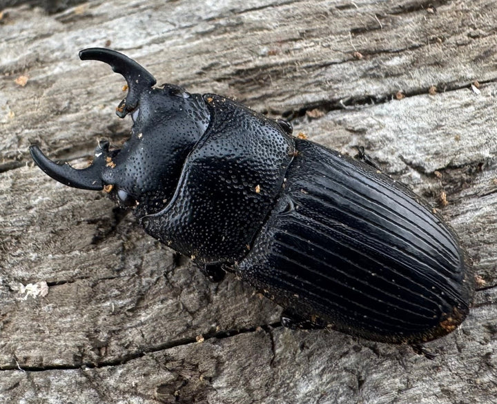 【WD】《フィリピンネブト原名亜種 Free ペア》