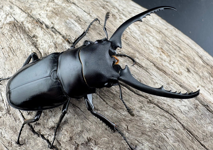 【WD】《コンフキウスノコギリ 安徽省産 66.5mm ♂♀♀トリオ》