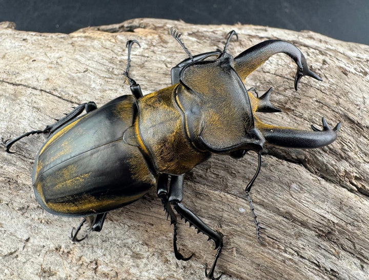 【WD】《フルキフェルミヤマ 67mm ペア》