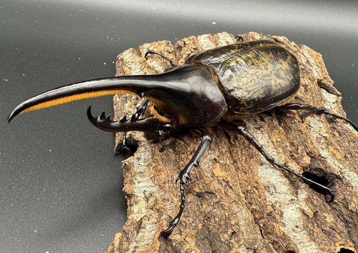 《ヘラクレス・ヘラクレス 121mm ペア》