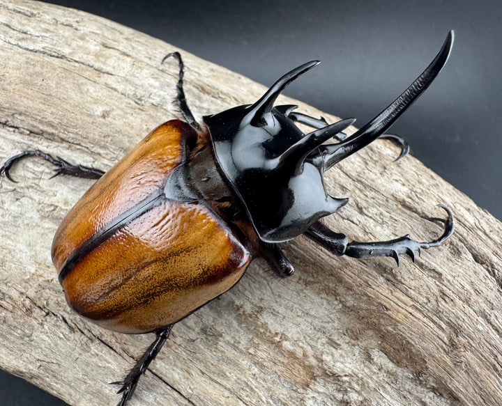 【F0】《スキットゴホンツノカブト 75mm ペア》