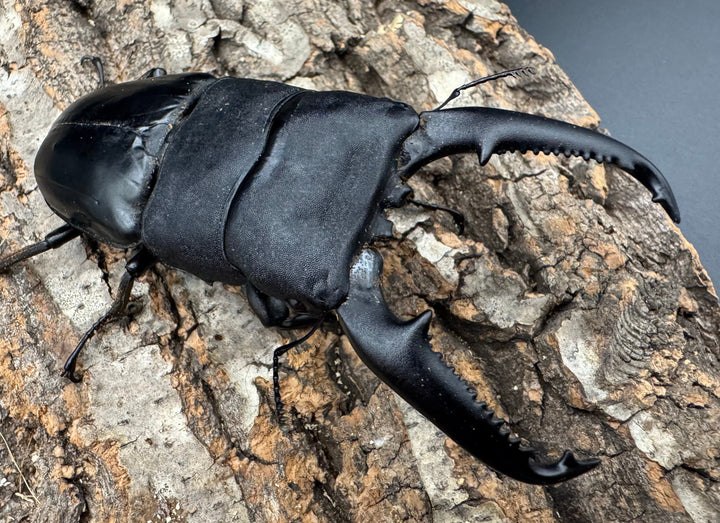 《パラワンオオヒラタクワガタ 108mm ペア》