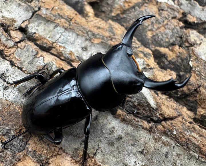 【WD】《セメノウコクワ 雅安産 36mm A'品ペア》