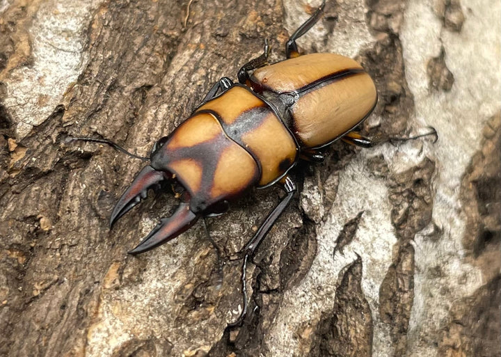 【WD】《スツラリスノコギリクワガタ 28.5mm B品ペア》