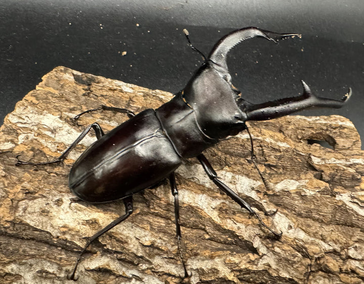 【WD】《マンディブラリスフタマタ 105mm ペア》