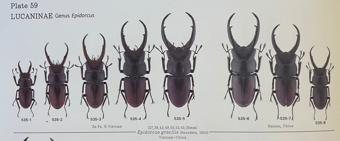【WD】《グラキリスノコギリヒラタクワガタ 47.5mm ペア》