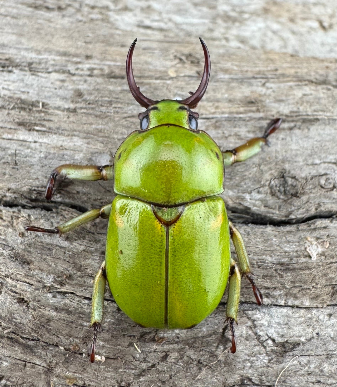 【WD】《ドヘルティクワガタコガネ Free ペア》①