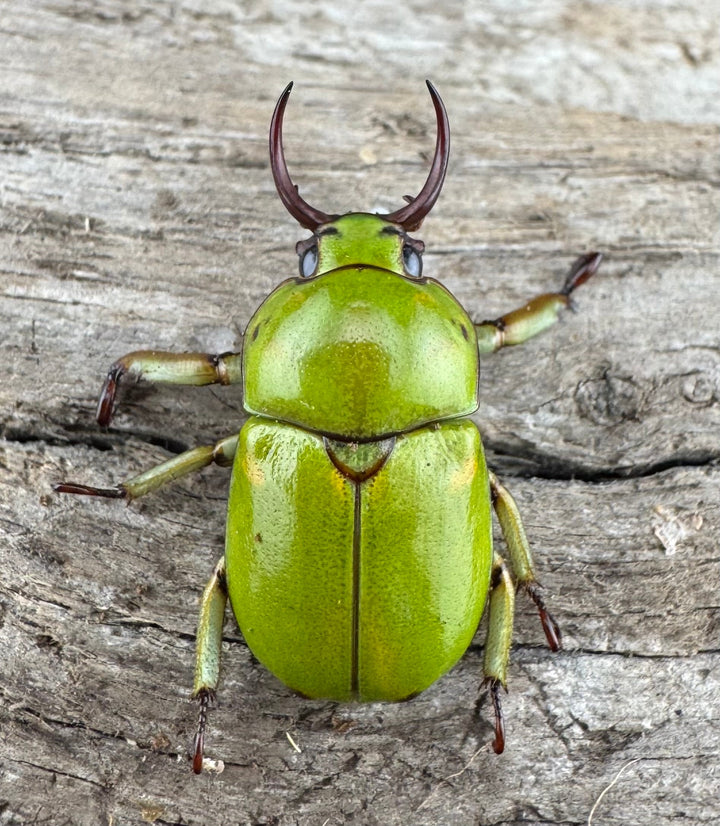 【WD】《ドヘルティクワガタコガネ Free ペア》①