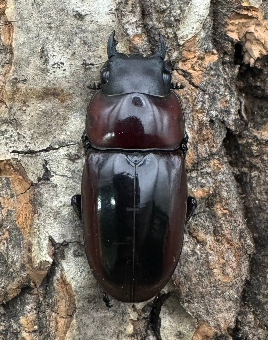 【WD】《ドルサリスノコギリ原名亜種 南カマリネス産 50mmペア》