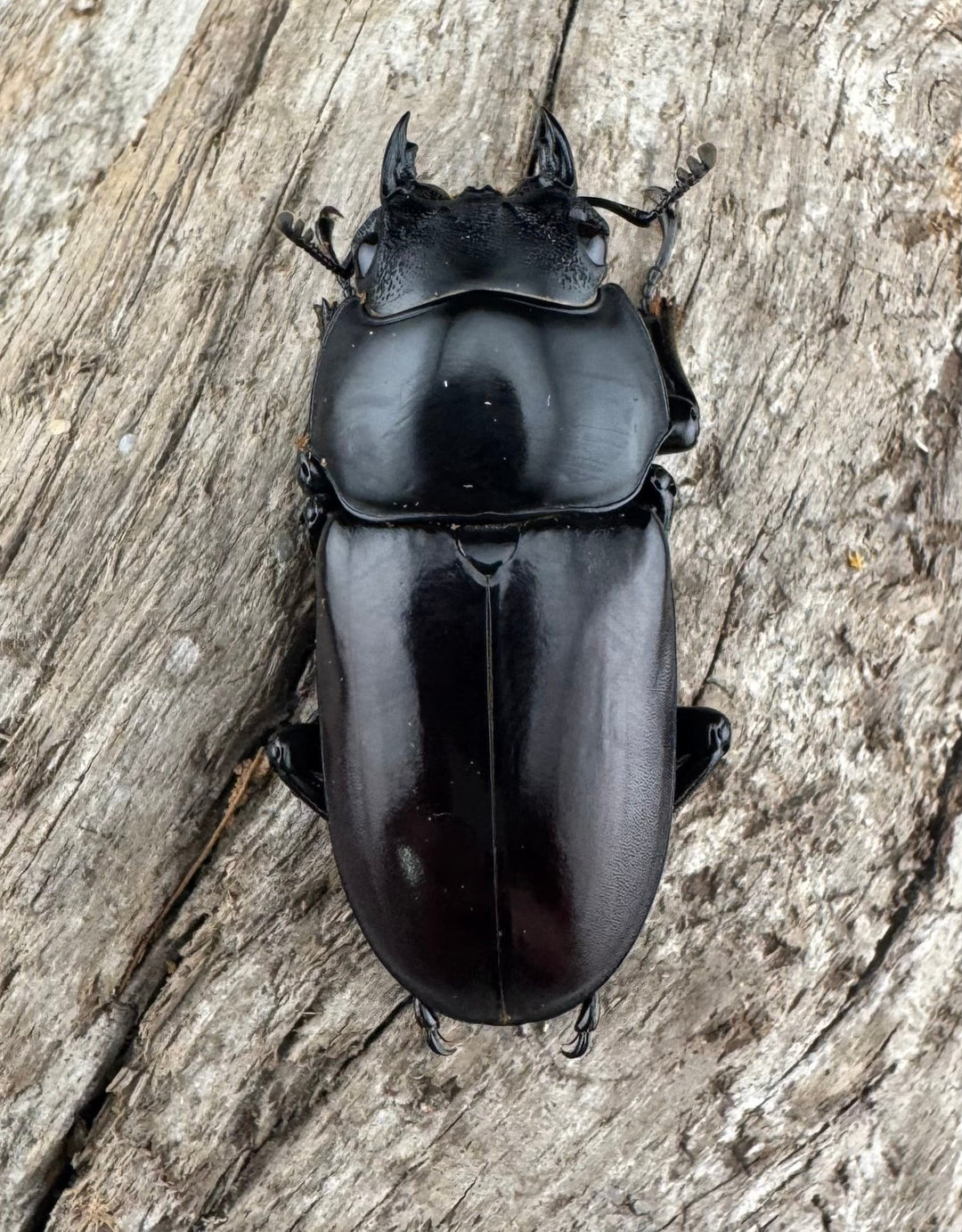 【WD】《アローコクワ原名亜種 臨滄市産 53mm ペア》