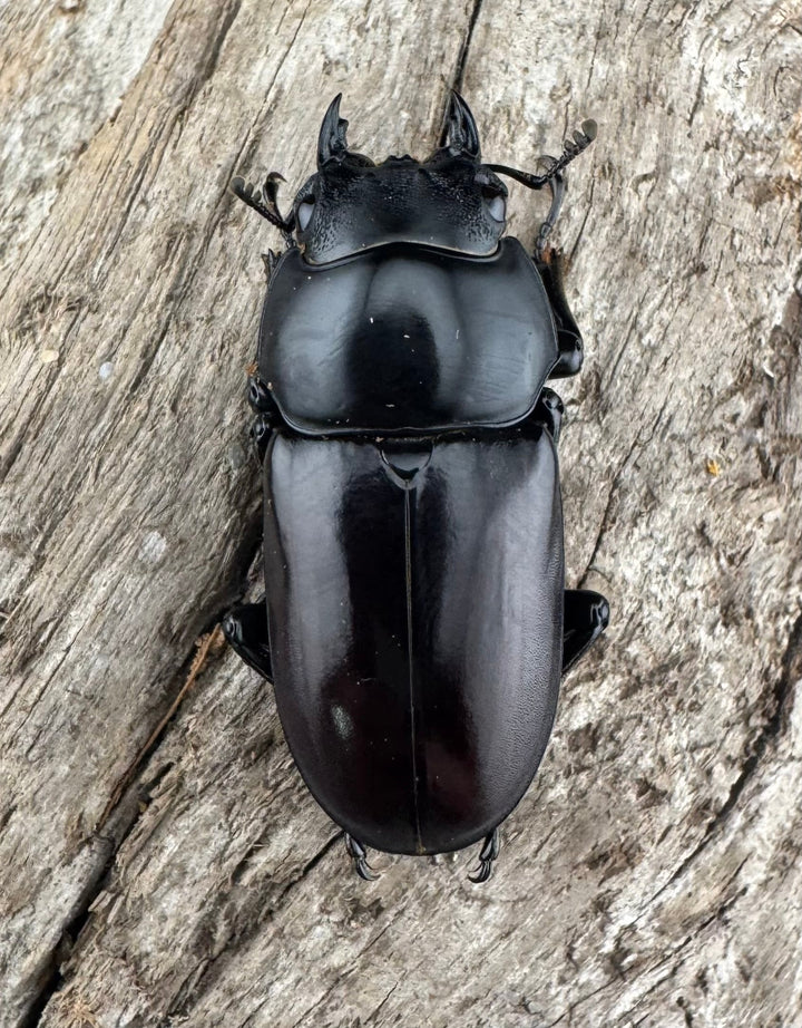 【WD】《アローコクワ原名亜種 臨滄市産 53mm ペア》