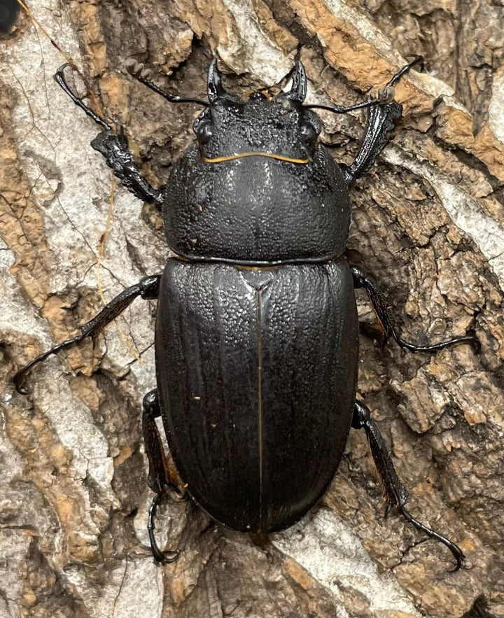 【WD】《アマミノコギリ 68mm ペア》