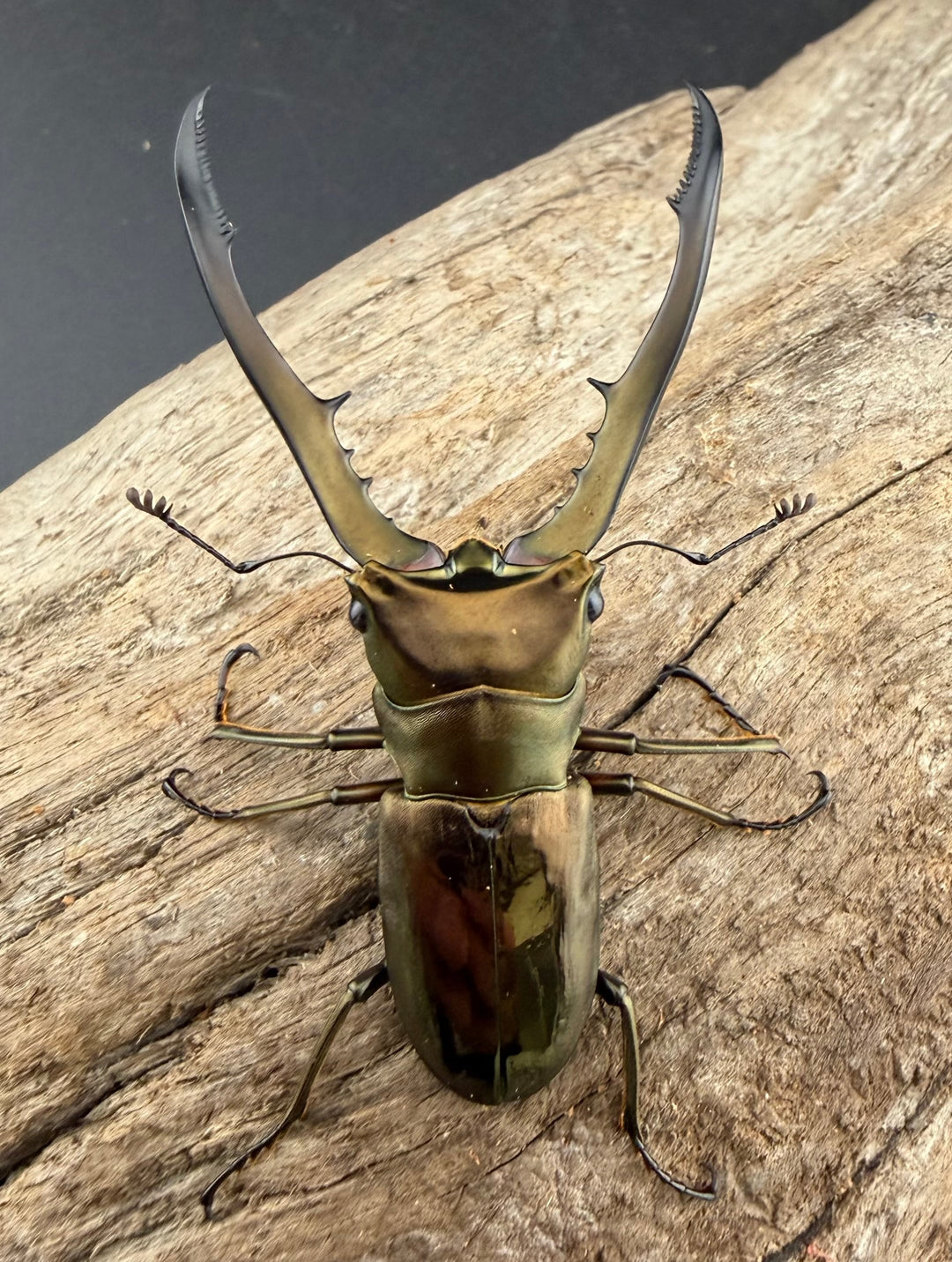 《メタリフェルホソアカ亜種イソガイ 61mm ペア》