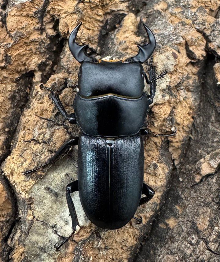 【WD】《ドルクス メンシウス 34ｍｍ ペア》