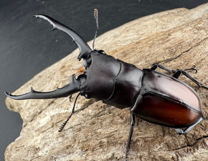 【WD】《ツカモトフタマタ 75mm ペア》