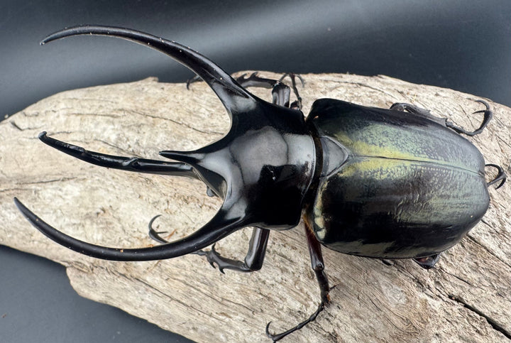 【WD】《ジャワコーカサスオオカブト 96mm ペア》