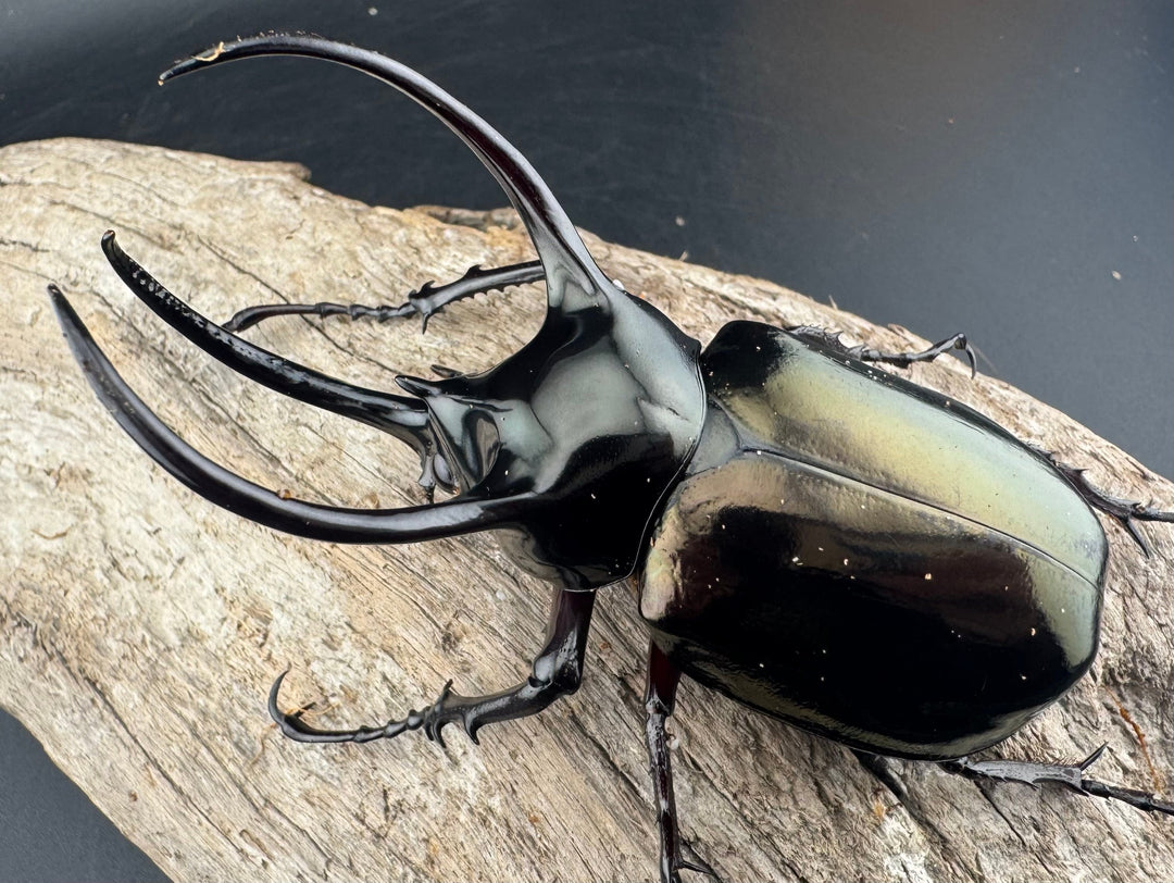 【WD】《アトラスオオカブト原名亜種 パロロ パル産 86mm ペア》