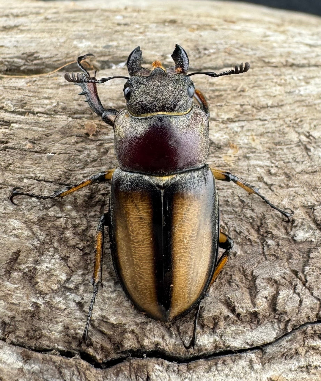 【WD】《デラバイミヤマクワガタ 43.5mm ペア》