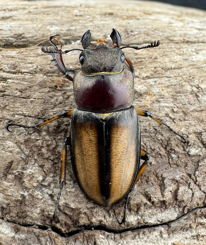 【WD】《デラバイミヤマクワガタ 43.5mm ペア》