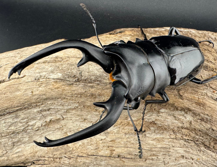 【WD】《インターメディアツヤクワガタ ネグロス島産 97mm ペア》