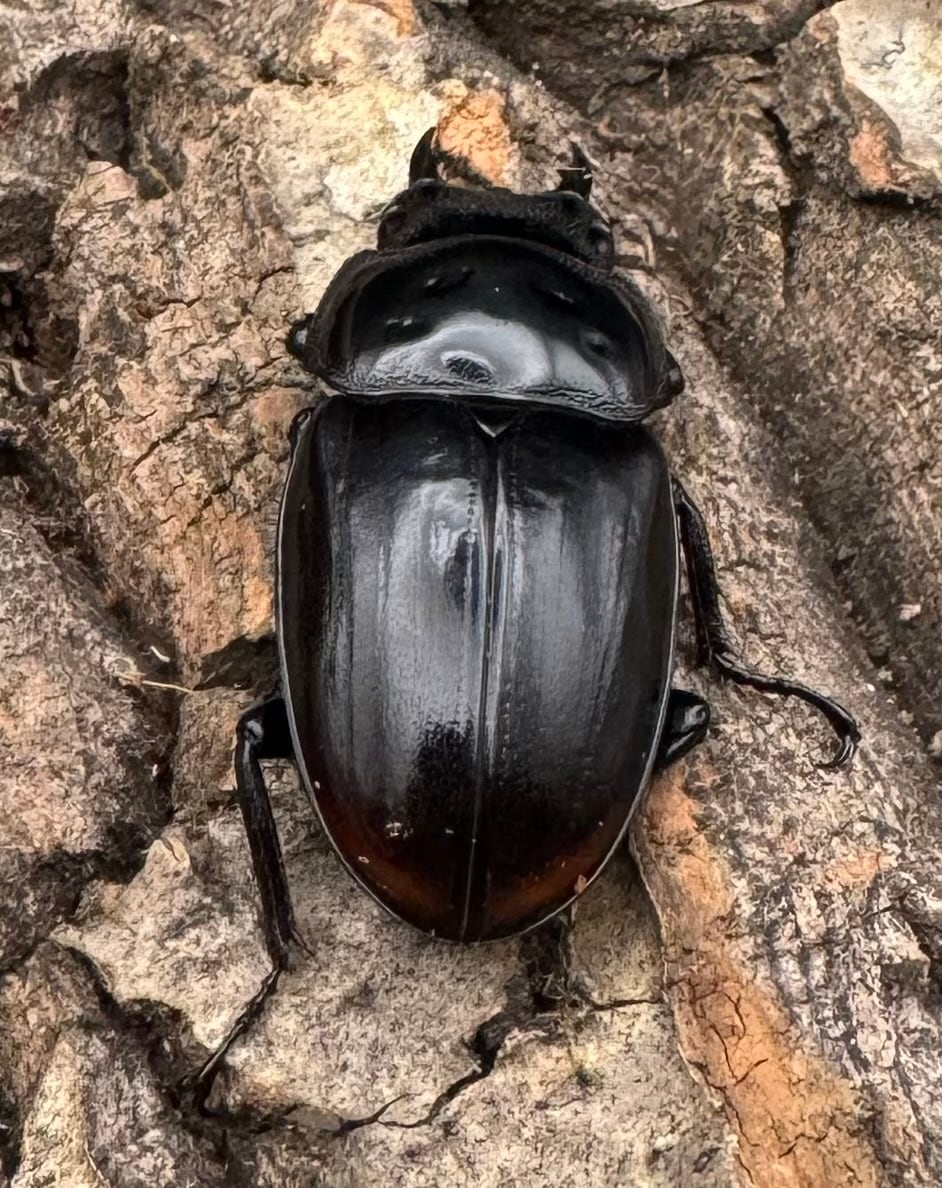 《ブラックハスタートノコギリ 37.5mm ♀単》
