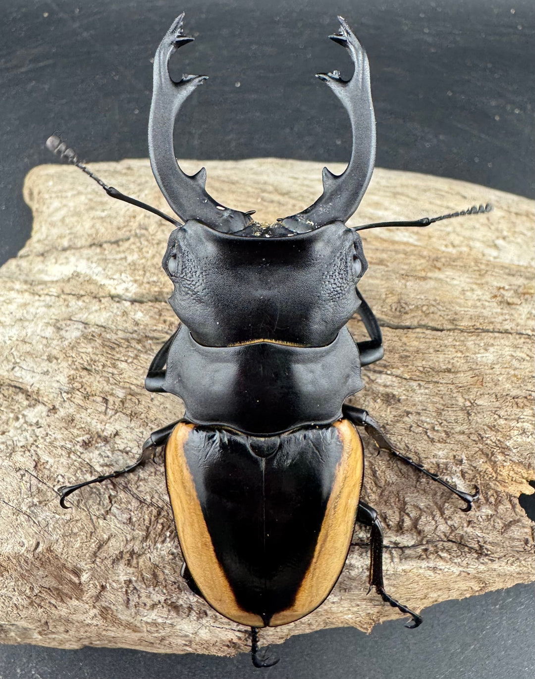 【WD】《クベラツヤ亜種sinensis バックカン産 87.5mm ペア》