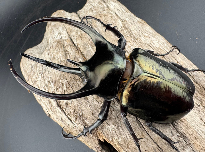 【WD】《ミンダナオアトラスオオカブト マラグサン産 95mm ペア》