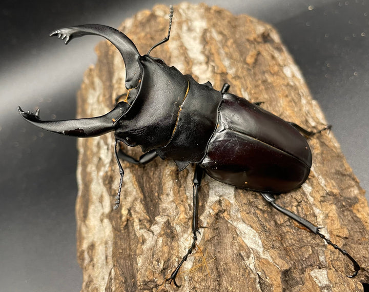 【WD】大型《アルケスツヤクワガタ 93mm ペア》